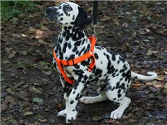 FIDELAMI FLASH HARNESS TAMANHO M/L